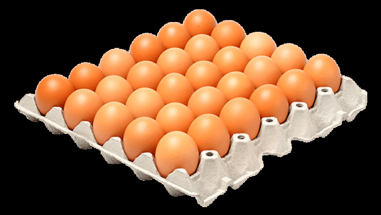 Egg Tray Manufacturers in India – Leading the Sustainable Packaging Industry