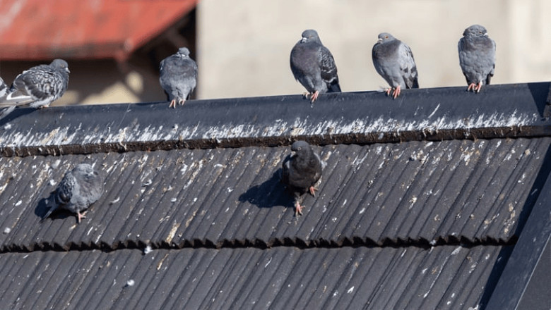 How to Get Rid of Pigeons on Your Roof?