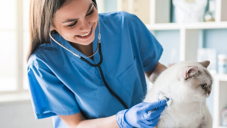 Ensuring the Best Veterinary Care in Qatar for Your Pet