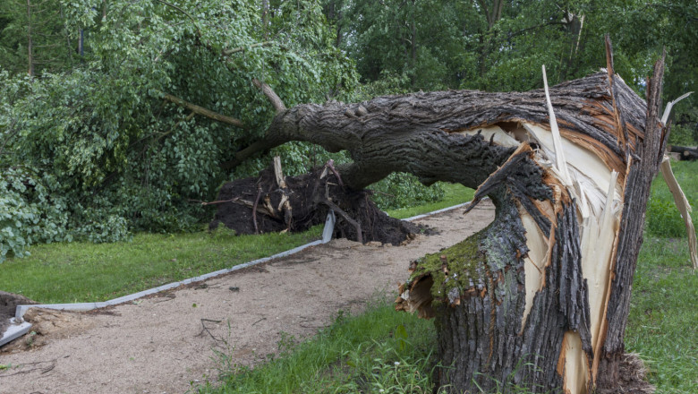Top Tips for Efficient Storm Damage Tree Removal
