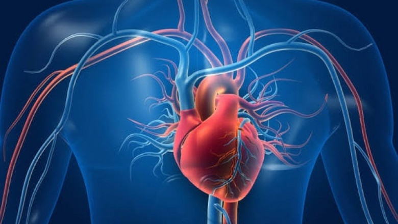 The Flow of Life: How Blood Circulation Impacts Every Aspect of Wellbeing