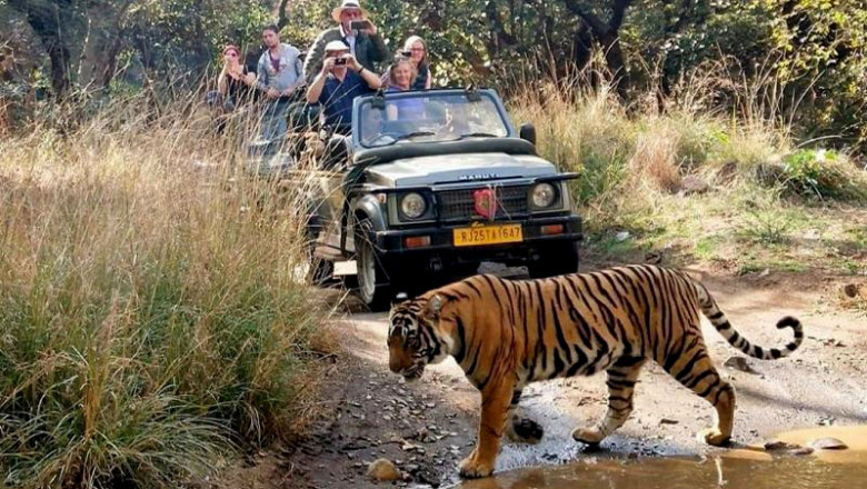 Discover the Wild on a Budget: Best Budget-Friendly Safari Packages in Ranthambore