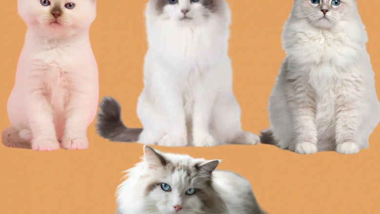 Top 5 Large Cat Breeds Every Feline Lover Should Know About