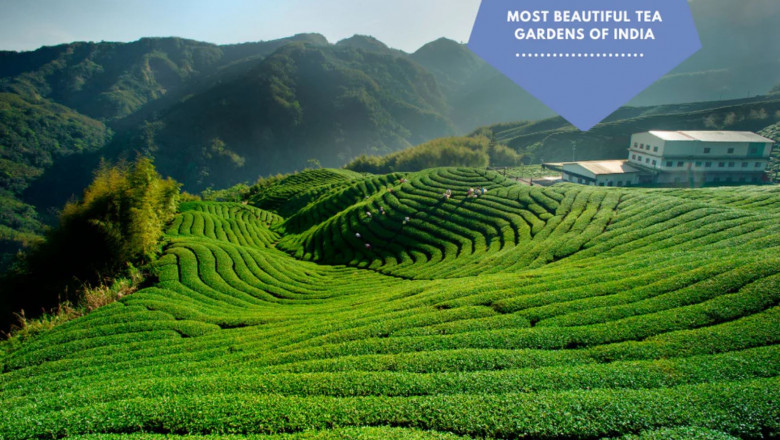 How to Reach Darjeeling – A Complete Guide for Travelers