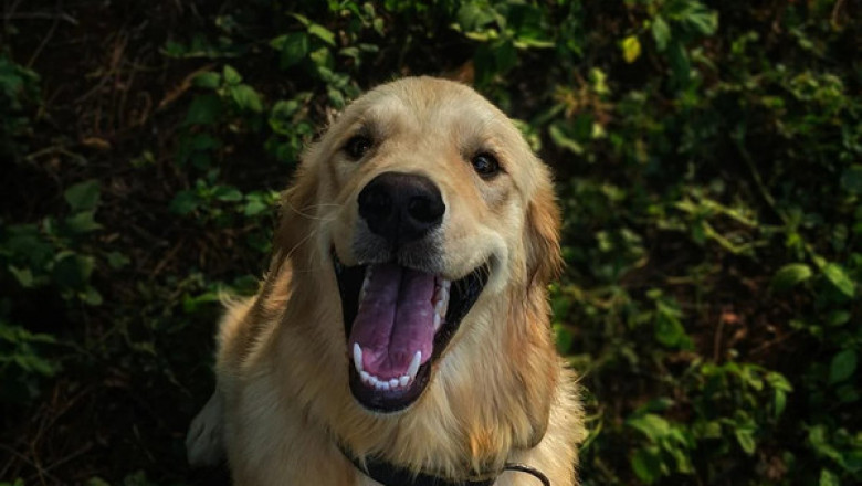 6 Ways a Poop Scoop Service Can Simplify Life for Busy Pet Parents