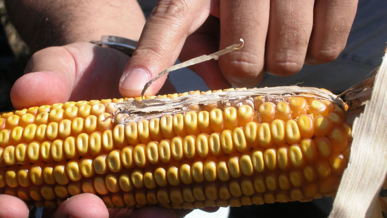 Understanding the Insights and Requirements to Setup Aflatoxin Manufacturing Plant Project