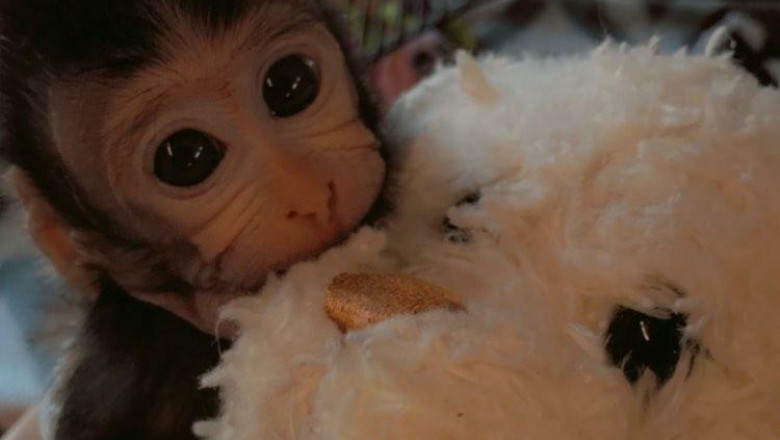 Baby Java Macaque Monkeys for Sale