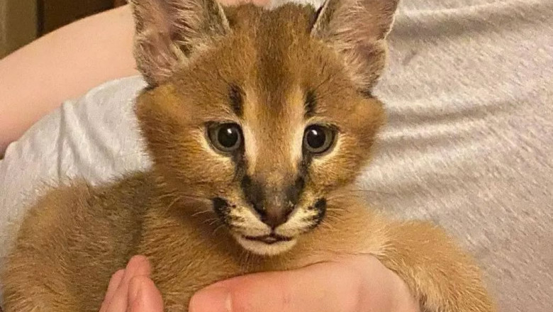 African Caracals Kitten for Sale in USA &amp; Canada – Prety Exotic