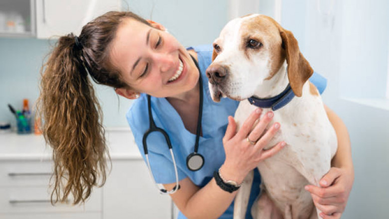 Benefits of Joining a Pet Wellness Program in Vancouver, BC
