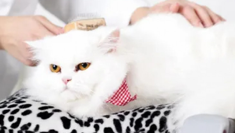 Cat Grooming in Vancouver: How to Keep Your Feline Comfortable