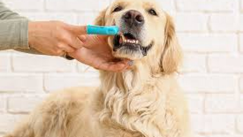 How to Choose a Pet Dental Care Provider in Sedro Woolley, WA