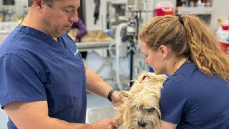 How to Choose the Best Pet Euthanasia Service in Surrey, BC