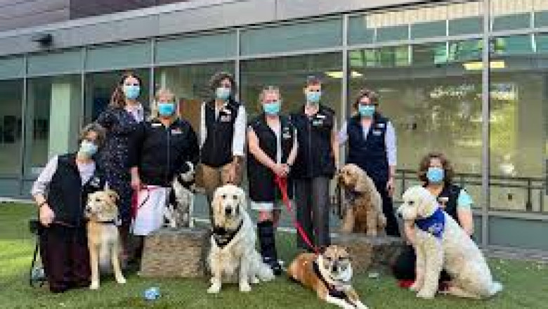 How to Find the Best Pet Wellness Program in Abbotsford, BC