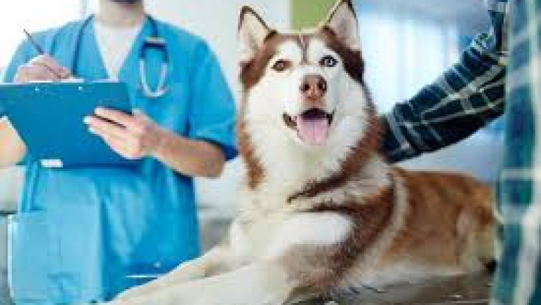 Why Pet Wellness Programs Are Essential for Surrey Pet Owners