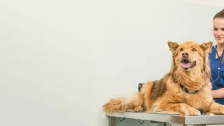 Global Veterinary Furniture Market to Soar with Smart Ergonomic Designs