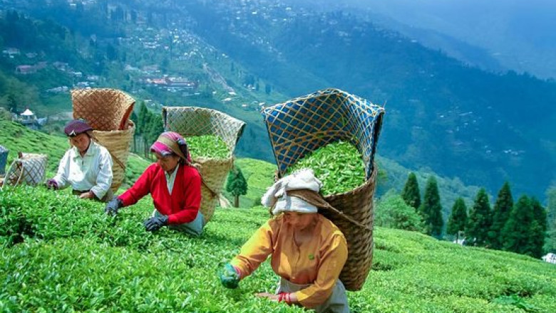 Explore the Charm of Happy Valley Tea Estate