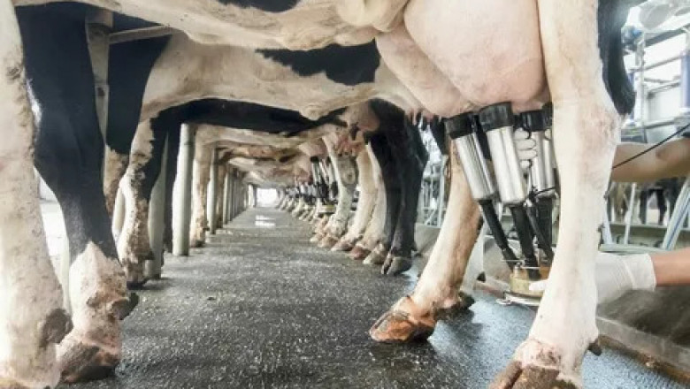 Bovine Mastitis Market Set to Grow with Rapid PCR Diagnostics