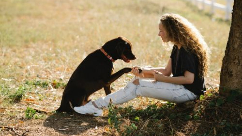Tried Everything for Pet Behaviour Problems? Take Consultation Soon