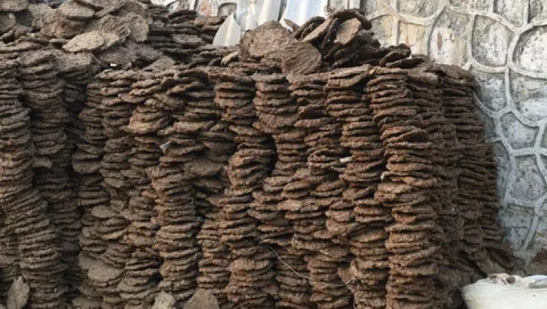 Cow Dung Market Soars with Biofuel Innovations