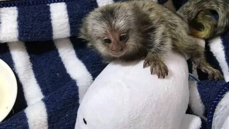 Adorable and Social: Discover Marmoset Monkeys For Sale