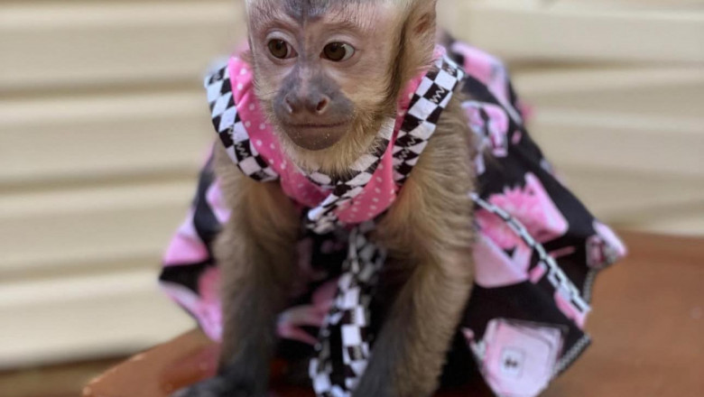 Capuchin Monkeys: Intelligent Companions for Those Ready to Commit