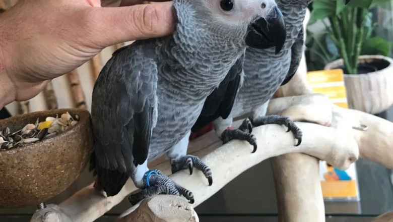 African Grey Parrots – The Intelligent Feathered Companion