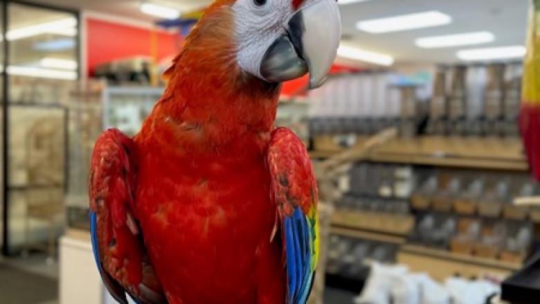 Bring Home a Blue and Gold Macaw – A Colorful Companion with Character