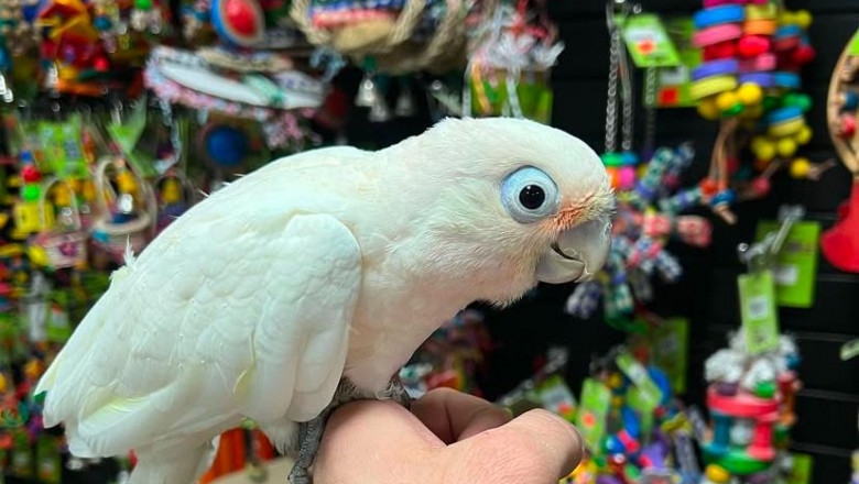 Friendly Cockatoos for Sale – Raised with Love and Care