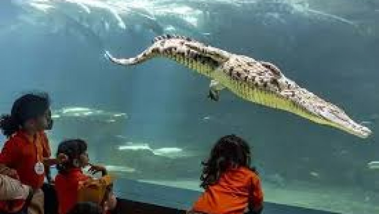 Where to Find the Best Deals on Dubai Crocodile Park Tickets