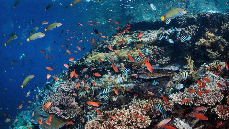 Beyond Batu Bolong: Secret Komodo Dive Sites Only Locals Talk About