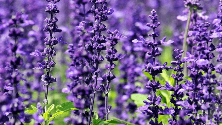 Why Funeral Homes in Belvidere, IL Are Gaining More Attention in 2025