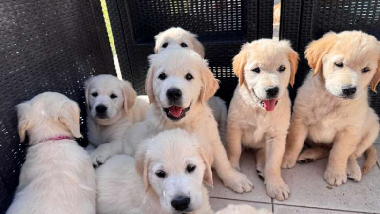Find Golden Retriever Puppies for Sale and Adoption with Worldwide Delivery