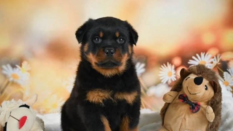 Buy English Bulldog Puppies – Loyal, Low-Energy Companions for All Families
