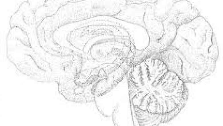 Lenegres Disease Market Size, Trends, and Growth Analysis 2025-2032