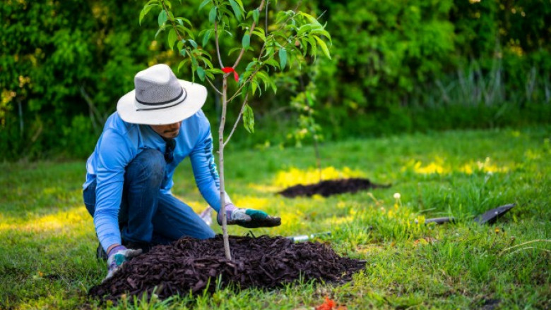 Reviving Your Yard After Tree Removal: Soil Conditioning, Turf Renewal, and Replanting