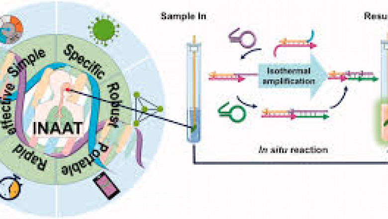 Isothermal Nucleic Acid Amplification Technology Market Size, Trends, and Growth Analysis 2025-2032