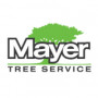 mayertreessex