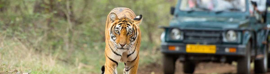 bigcatjunglesafari