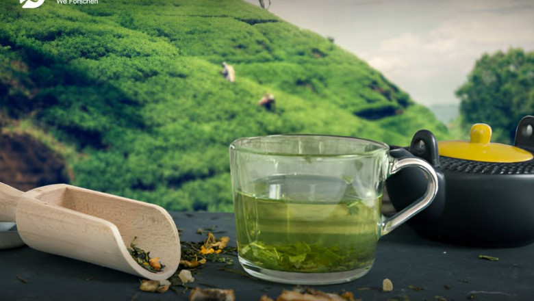 Green Tea Market Growth with Trends, Size and Forecast