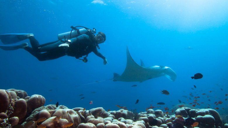Exploring Scuba Diving as a Tool for Mental Health Recovery