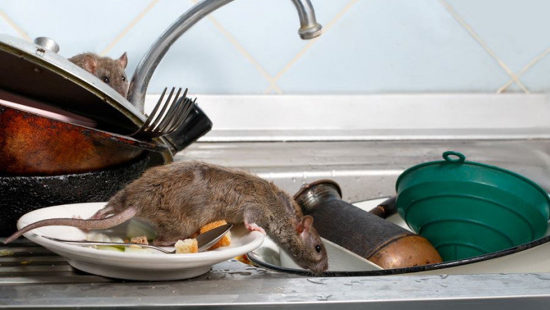 Rodent Control in Sacramento