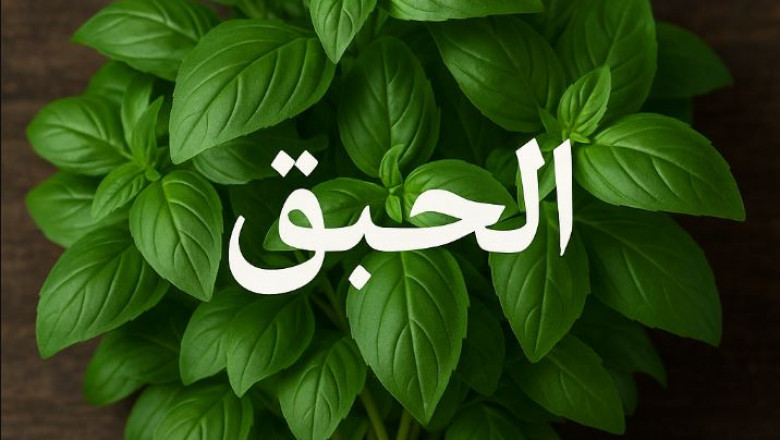 الحبق: نبتة عطرية بفوائد صحية مذهلة