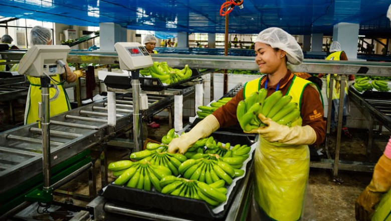 Banana Processing Plant Report 2025: Raw Materials Requirement, Project Cost and Profit Margin