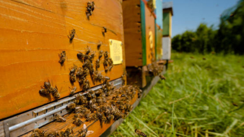 Do Bees Return After Removal? (And How to Prevent It)