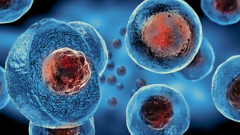 What Is Stem Cell Therapy? A Beginner’s Guide