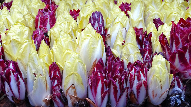 In-depth Analysis Chicory Processing Plant Project Report 2025: Requirements and Setup Cost