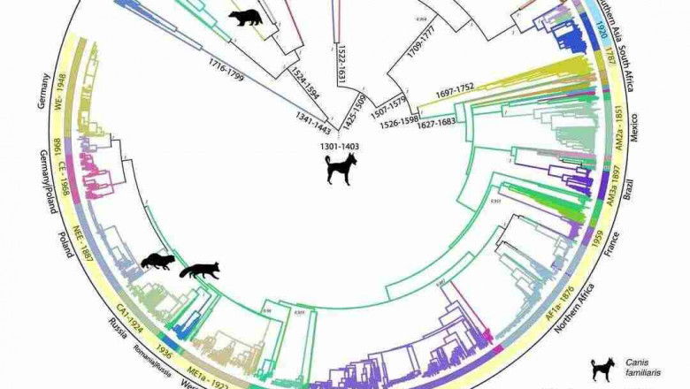 Pathogenesis, Evolutionary Origins, and Immunological Perspectives