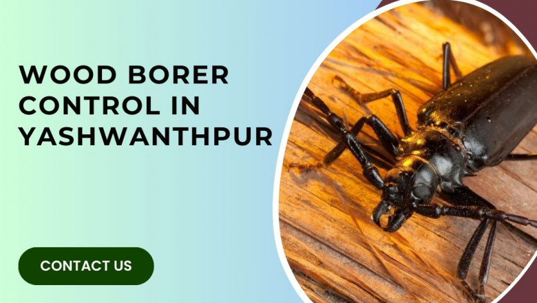Wood Borer Control Services in Bangalore | Protect Your Furniture