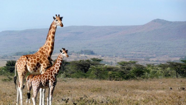 Kenya on a Budget: Affordable Travel Tips & Itineraries