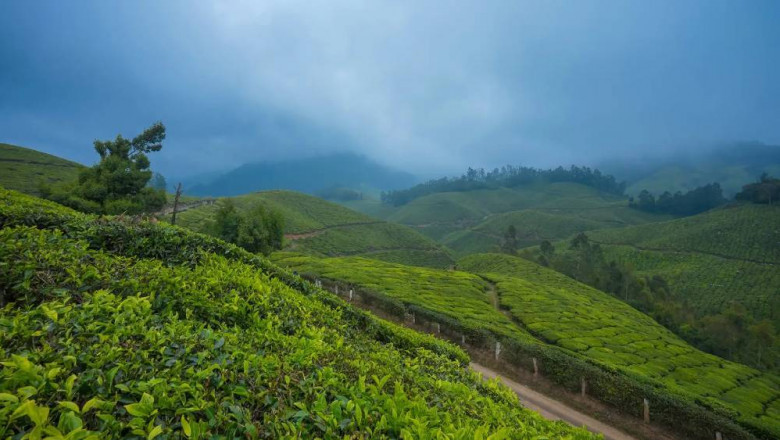 Romantic Munnar Tour Packages for Couples: A Scenic Escape